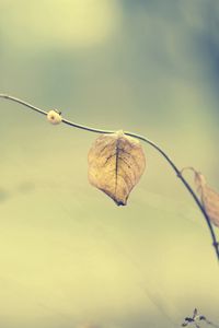 Preview wallpaper leaves, grass, stalk, dry