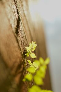 Preview wallpaper leaves, grass, surface