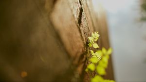 Preview wallpaper leaves, grass, surface