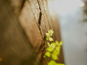 Preview wallpaper leaves, grass, surface