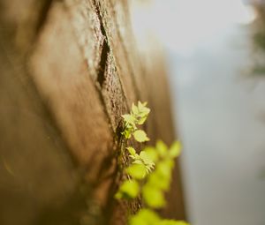 Preview wallpaper leaves, grass, surface