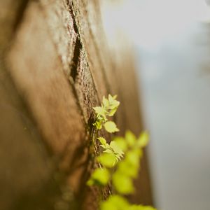 Preview wallpaper leaves, grass, surface