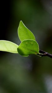 Preview wallpaper leaves, grass, twig, spring