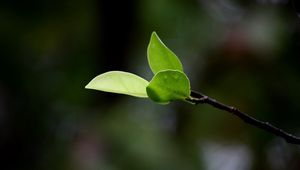 Preview wallpaper leaves, grass, twig, spring