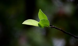 Preview wallpaper leaves, grass, twig, spring