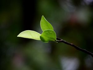 Preview wallpaper leaves, grass, twig, spring