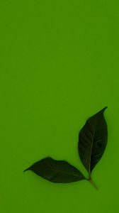 Preview wallpaper leaves, green, background