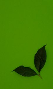 Preview wallpaper leaves, green, background