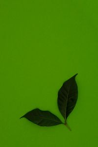 Preview wallpaper leaves, green, background