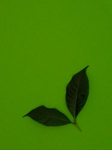 Preview wallpaper leaves, green, background