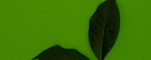 Preview wallpaper leaves, green, background