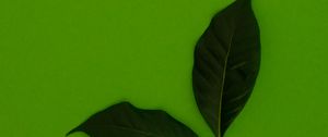 Preview wallpaper leaves, green, background