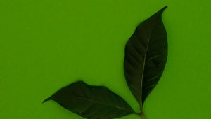 Preview wallpaper leaves, green, background