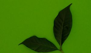 Preview wallpaper leaves, green, background