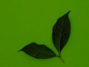 Preview wallpaper leaves, green, background