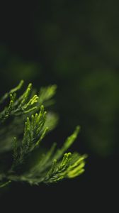 Preview wallpaper leaves, green, blur, macro, closeup