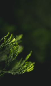 Preview wallpaper leaves, green, blur, macro, closeup