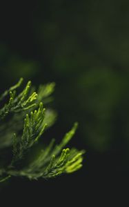 Preview wallpaper leaves, green, blur, macro, closeup