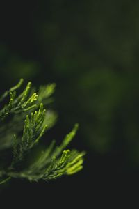 Preview wallpaper leaves, green, blur, macro, closeup