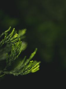 Preview wallpaper leaves, green, blur, macro, closeup