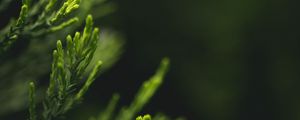 Preview wallpaper leaves, green, blur, macro, closeup