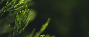 Preview wallpaper leaves, green, blur, macro, closeup