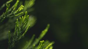 Preview wallpaper leaves, green, blur, macro, closeup