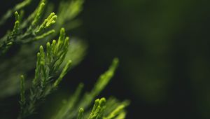 Preview wallpaper leaves, green, blur, macro, closeup
