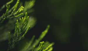 Preview wallpaper leaves, green, blur, macro, closeup