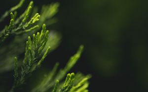 Preview wallpaper leaves, green, blur, macro, closeup