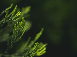 Preview wallpaper leaves, green, blur, macro, closeup