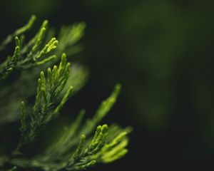 Preview wallpaper leaves, green, blur, macro, closeup