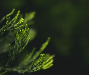 Preview wallpaper leaves, green, blur, macro, closeup