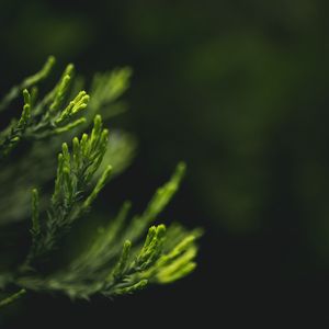 Preview wallpaper leaves, green, blur, macro, closeup