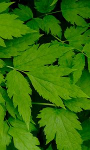 Preview wallpaper leaves, green, branch