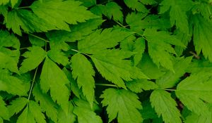 Preview wallpaper leaves, green, branch