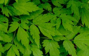 Preview wallpaper leaves, green, branch
