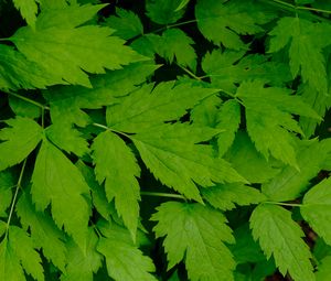 Preview wallpaper leaves, green, branch