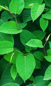 Preview wallpaper leaves, green, branches, plant