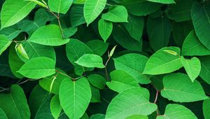 Preview wallpaper leaves, green, branches, plant