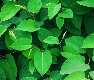 Preview wallpaper leaves, green, branches, plant