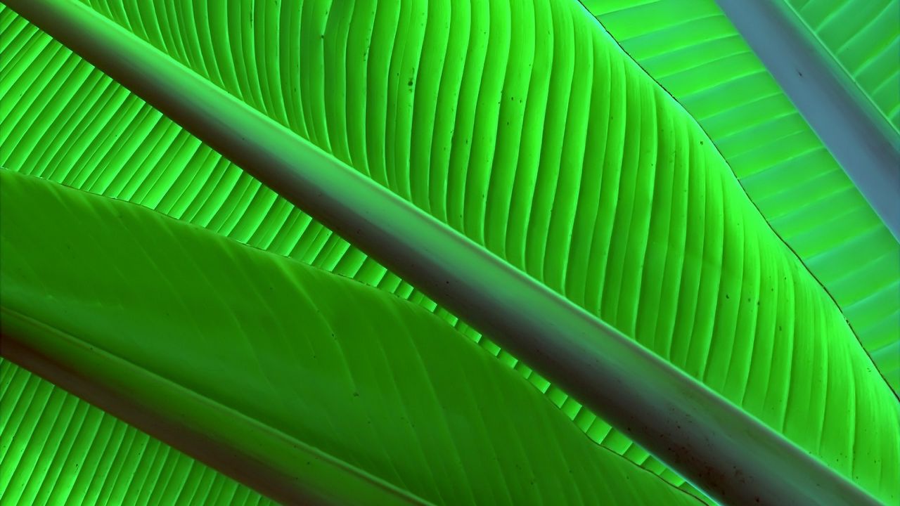 Wallpaper leaves, green, bright, form