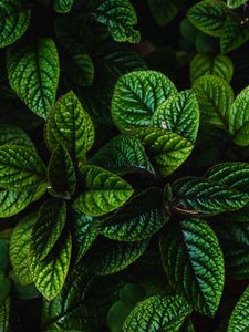 Preview wallpaper leaves, green, bushes, carved, dark, plant