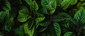 Preview wallpaper leaves, green, bushes, carved, dark, plant