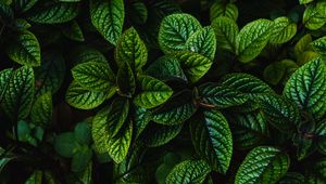 Preview wallpaper leaves, green, bushes, carved, dark, plant