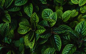 Preview wallpaper leaves, green, bushes, carved, dark, plant