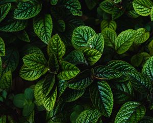 Preview wallpaper leaves, green, bushes, carved, dark, plant