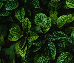 Preview wallpaper leaves, green, bushes, carved, dark, plant