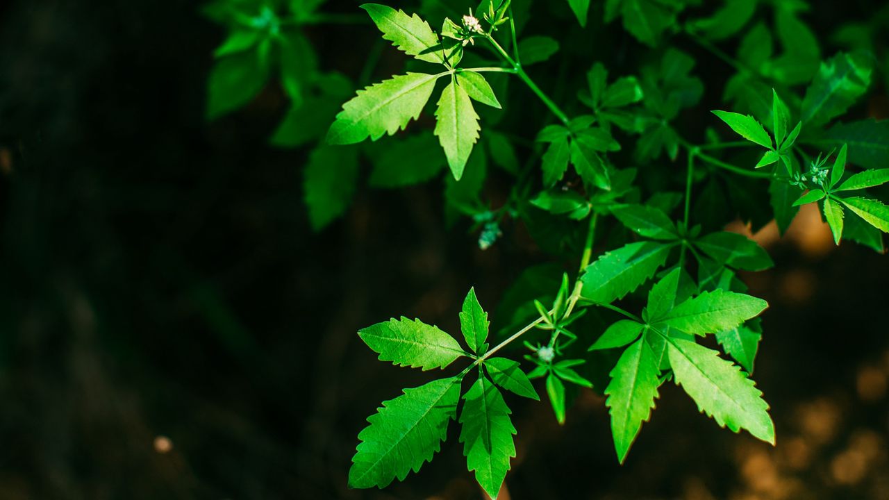 Wallpaper leaves, green, carved, twigs, plant, blur