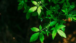 Preview wallpaper leaves, green, carved, twigs, plant, blur